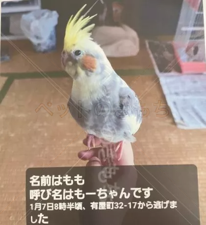 迷子鳥の画像