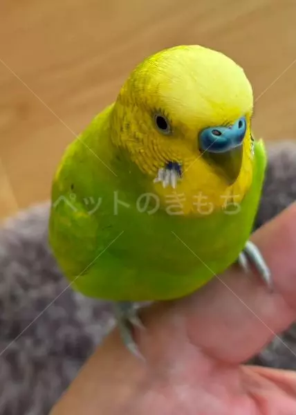 迷子鳥の画像