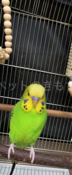迷子鳥の画像