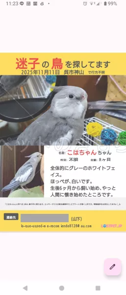迷子鳥の画像