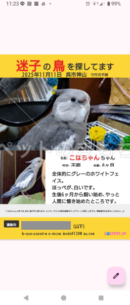 迷子鳥の画像