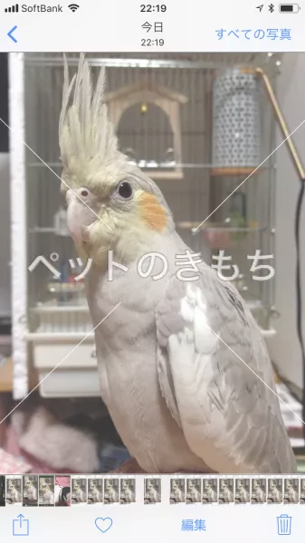 迷子鳥の画像