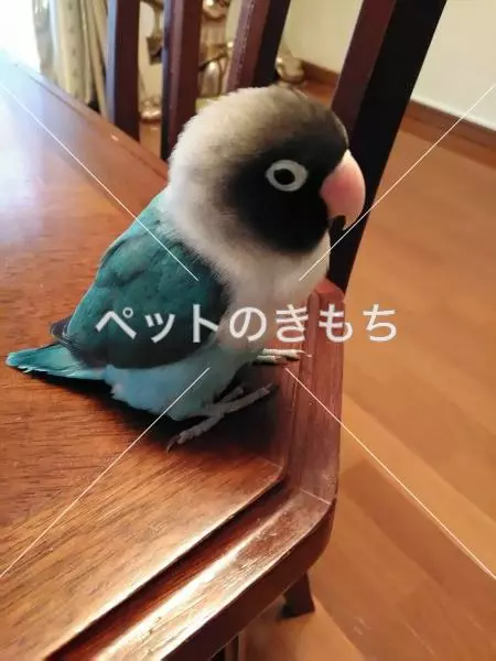 迷子鳥の画像