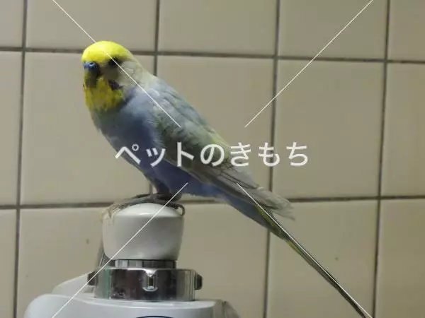 迷子鳥の画像