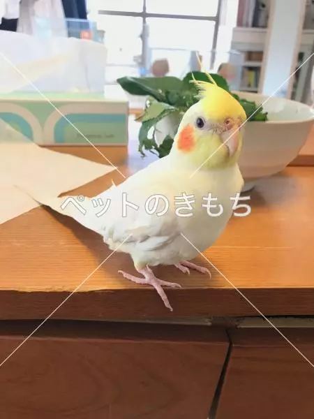 迷子鳥の画像
