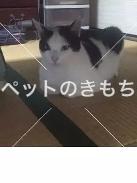 迷子猫の画像