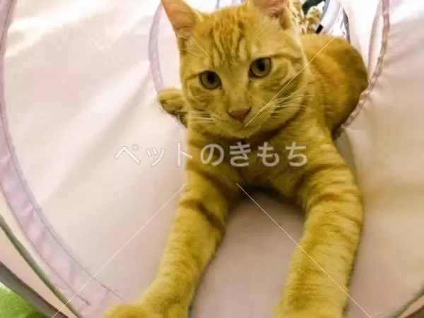 迷子猫の画像