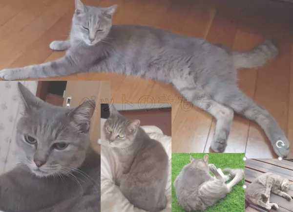 迷子猫の画像