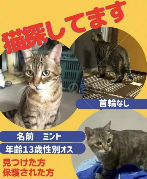 迷子猫の画像