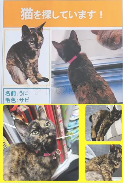 迷子猫の画像