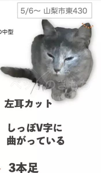 迷子猫の画像