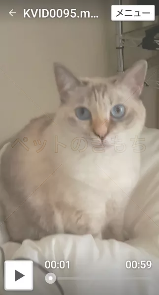 迷子猫の画像