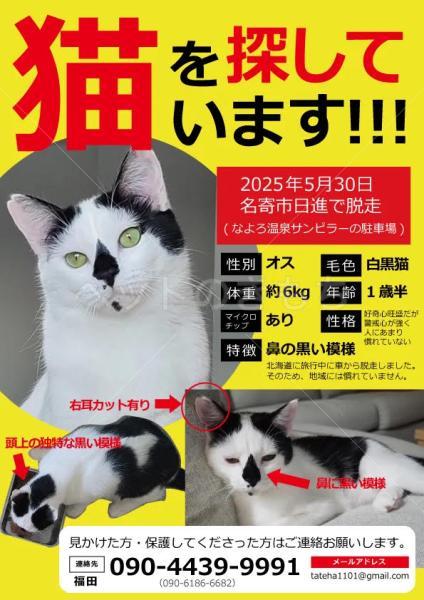 迷子猫の画像