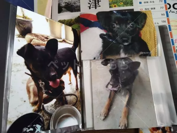 迷子犬の画像