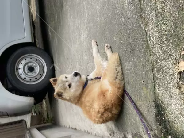 コメントの画像