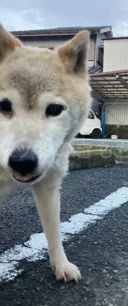 コメントの画像