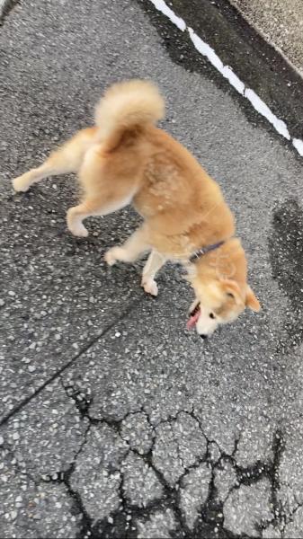 コメントの画像