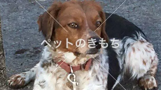 迷子犬の画像