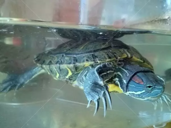 コメントの画像