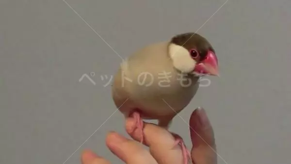 迷子鳥の画像