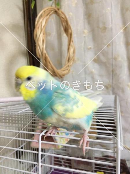 迷子鳥の画像