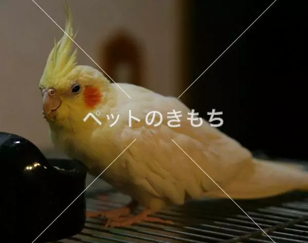 迷子鳥の画像