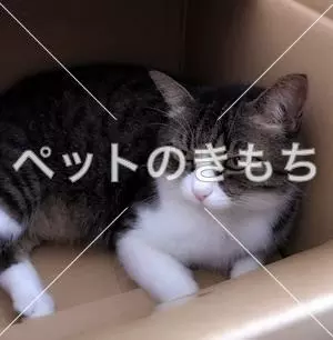 迷子猫の画像