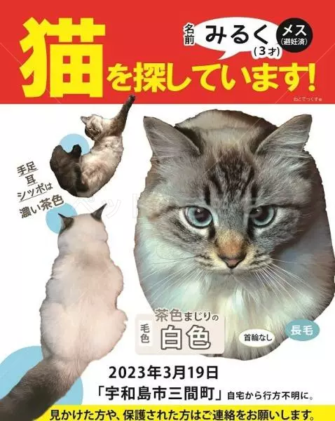 迷子猫の画像