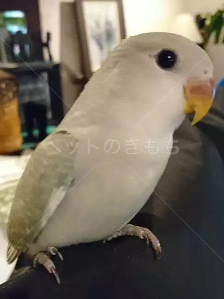 迷子鳥の画像