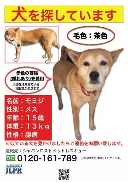 迷子犬の画像