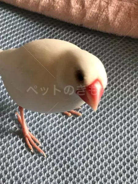 迷子鳥の画像