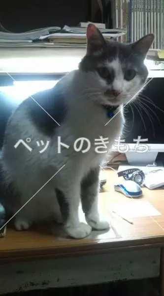 迷子猫の画像