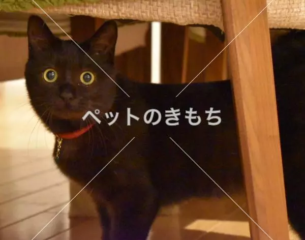 迷子猫の画像