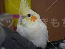 迷子鳥の画像
