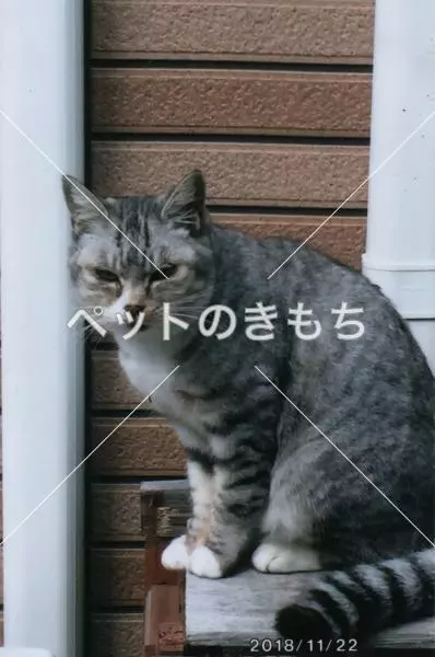 迷子猫の画像