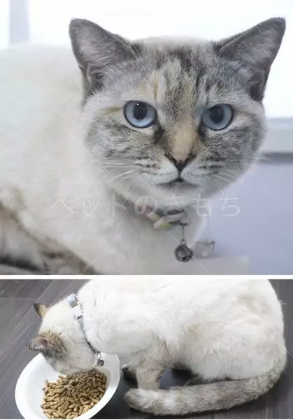 コメントの画像