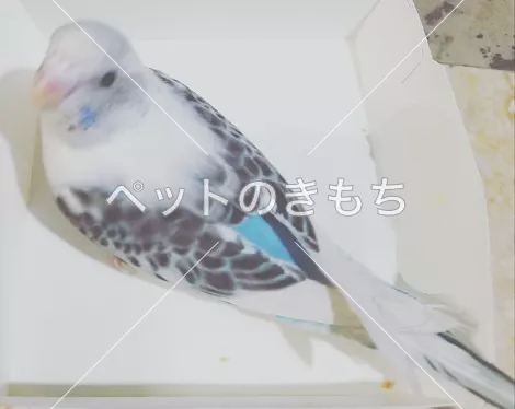 迷子鳥の画像