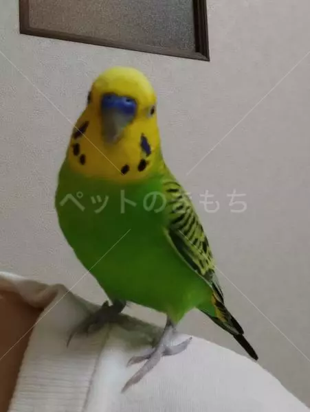 迷子鳥の画像
