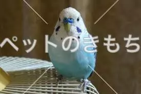 迷子鳥の画像