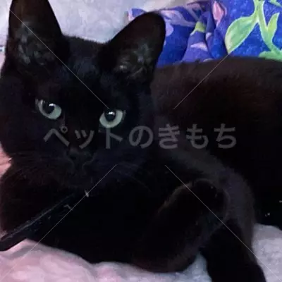 迷子猫の画像