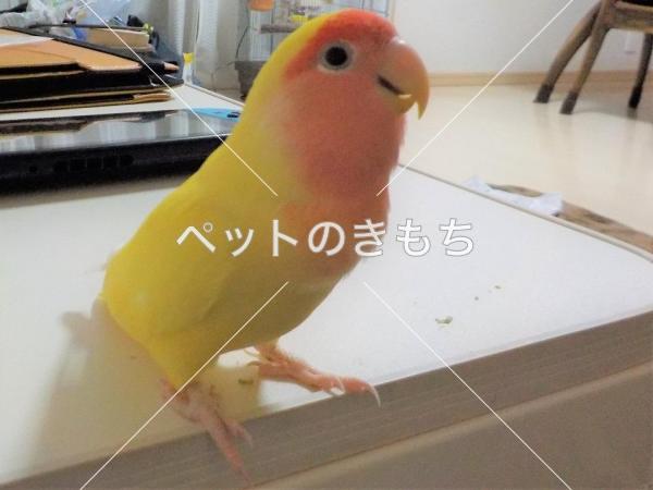 迷い鳥の写真