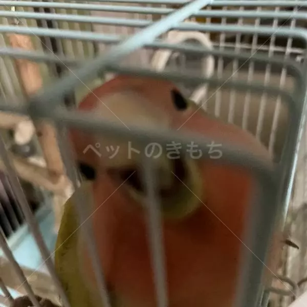 迷子鳥の画像