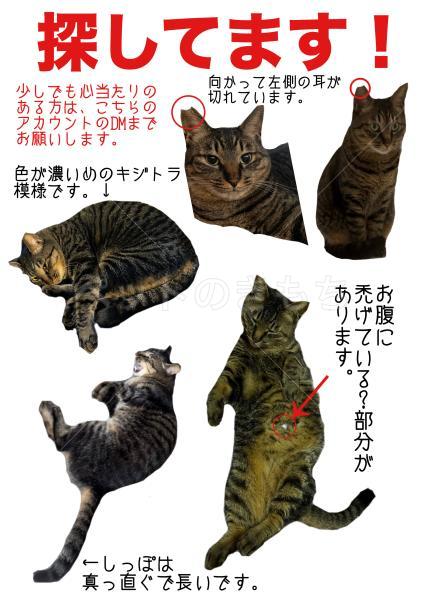 迷子猫の画像