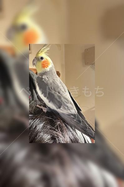 迷子鳥の画像