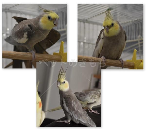 迷子鳥の画像