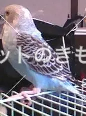 迷子鳥の画像