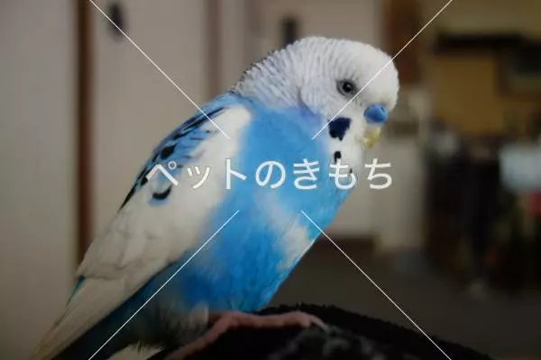 迷子鳥の画像