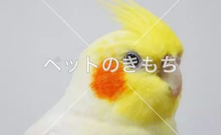 迷子鳥の画像