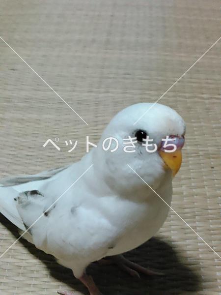 迷子鳥の画像