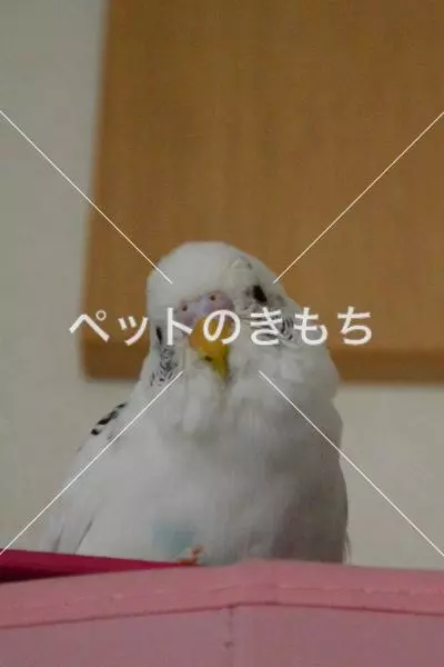 迷子鳥の画像